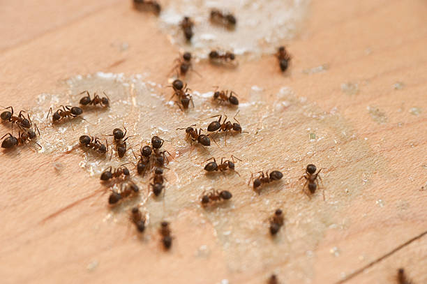 Best Best Pest Control Companies  in Gary, IN