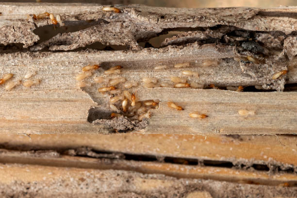 Best Affordable Pest Control Services  in Gary, IN
